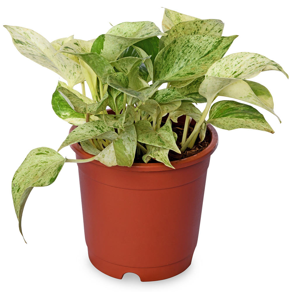 Money Plant Marble Queen – PLANTIFY