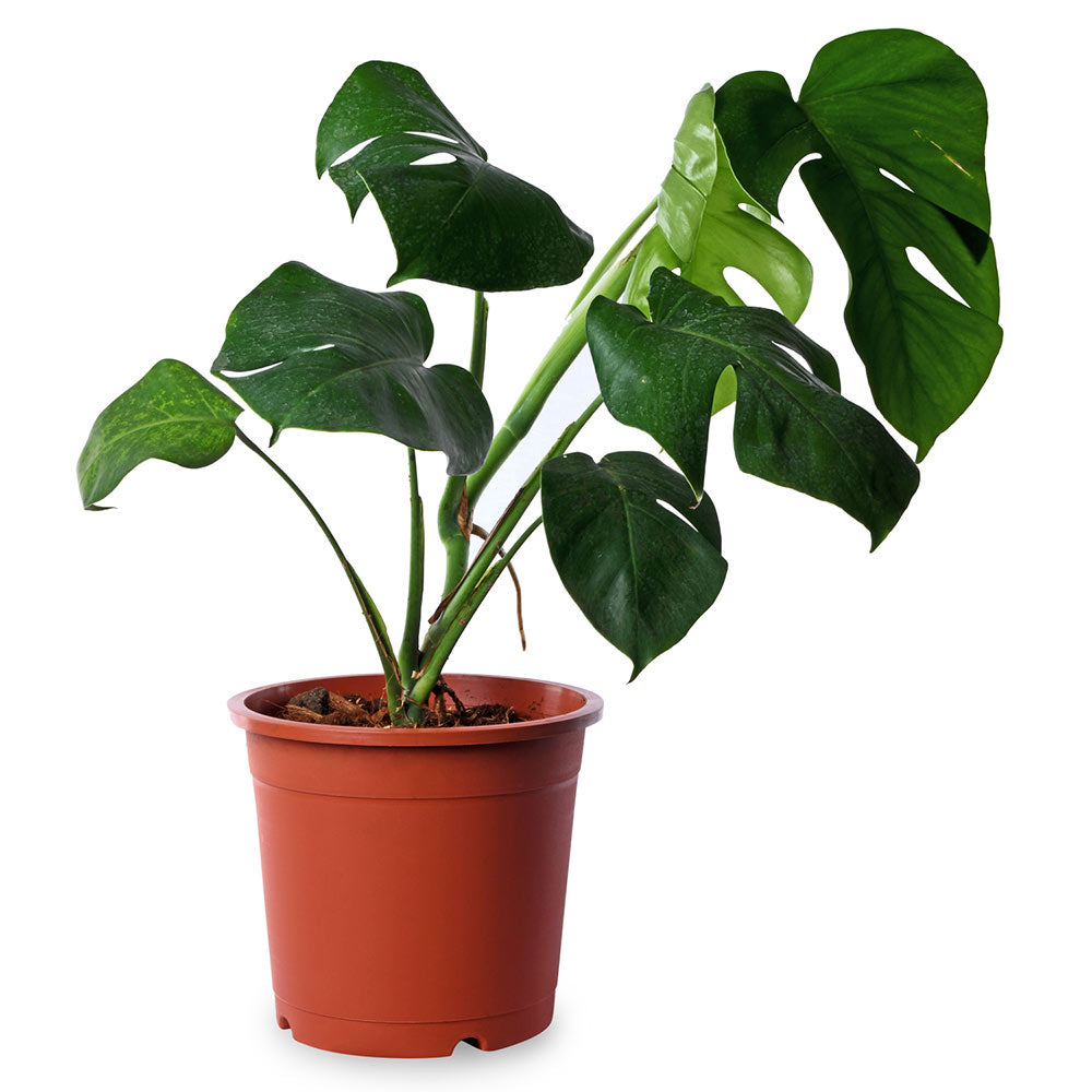Monstera Deliciosia