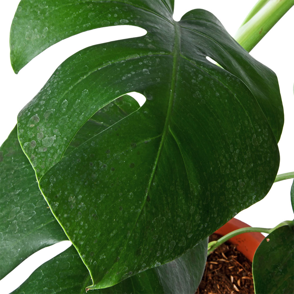 Monstera Deliciosia