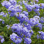 Plumbago