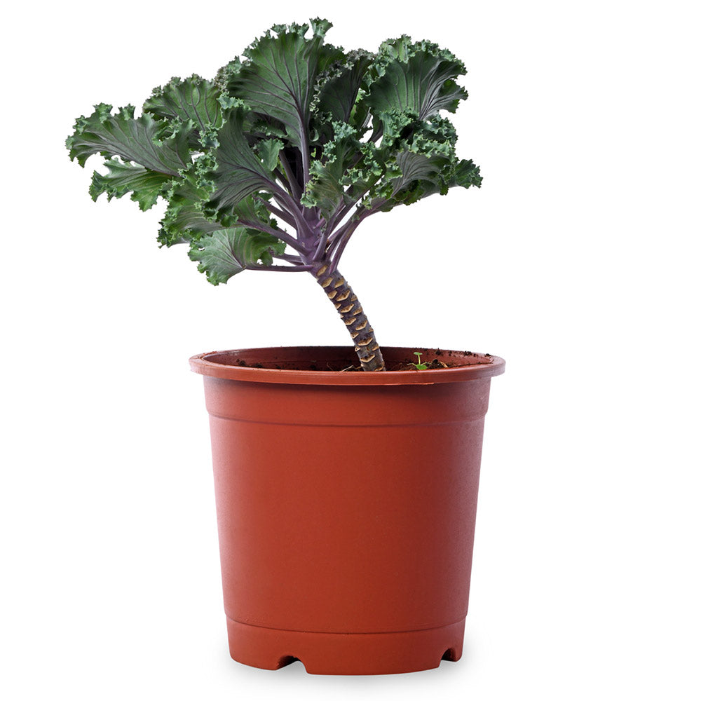 Ornamental Cabbage