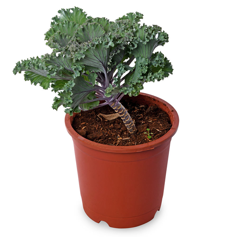 Ornamental Cabbage