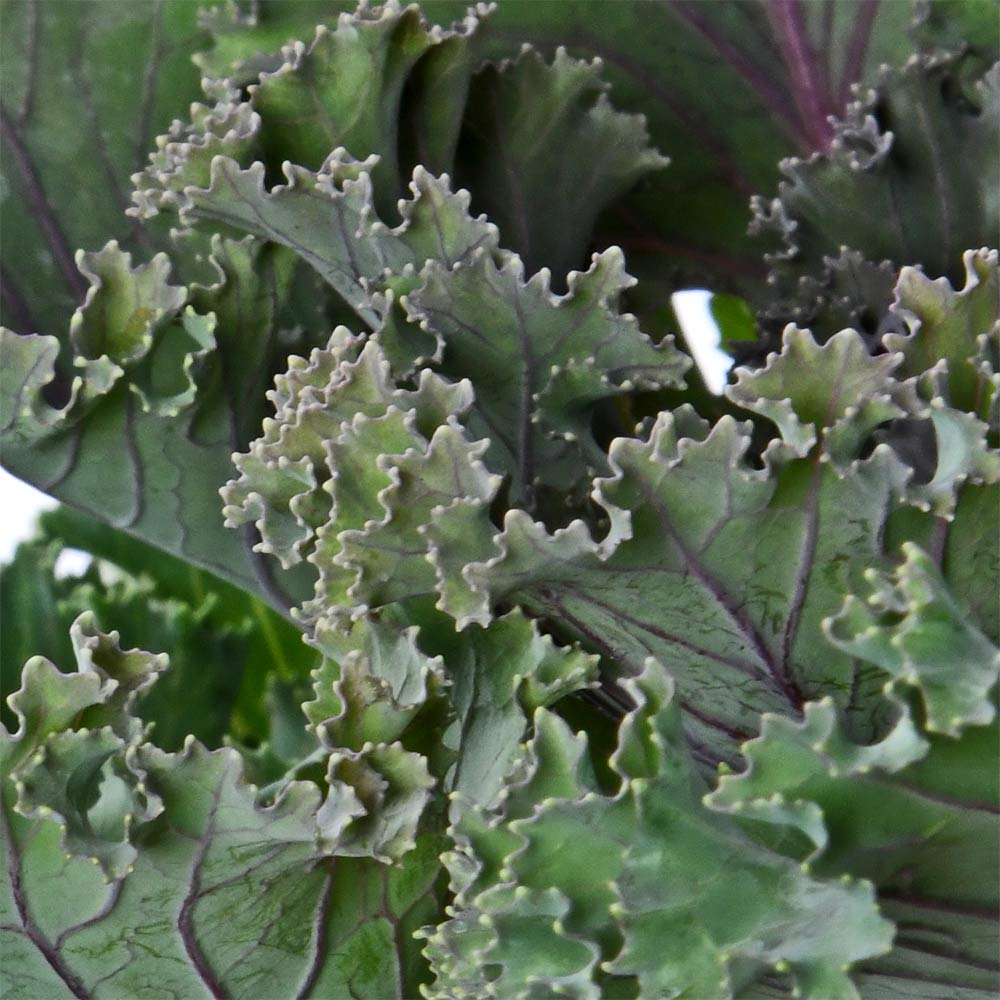 Ornamental Cabbage