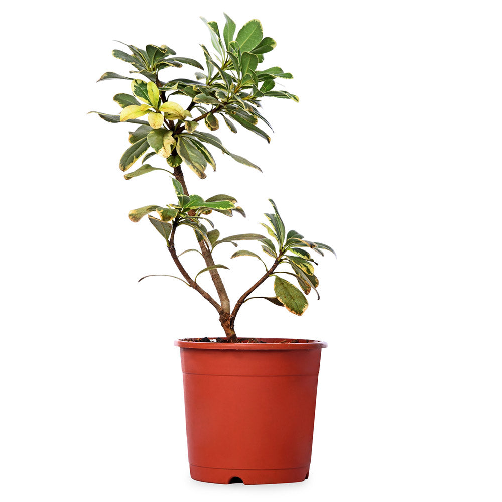 Pachysandra Terminalis