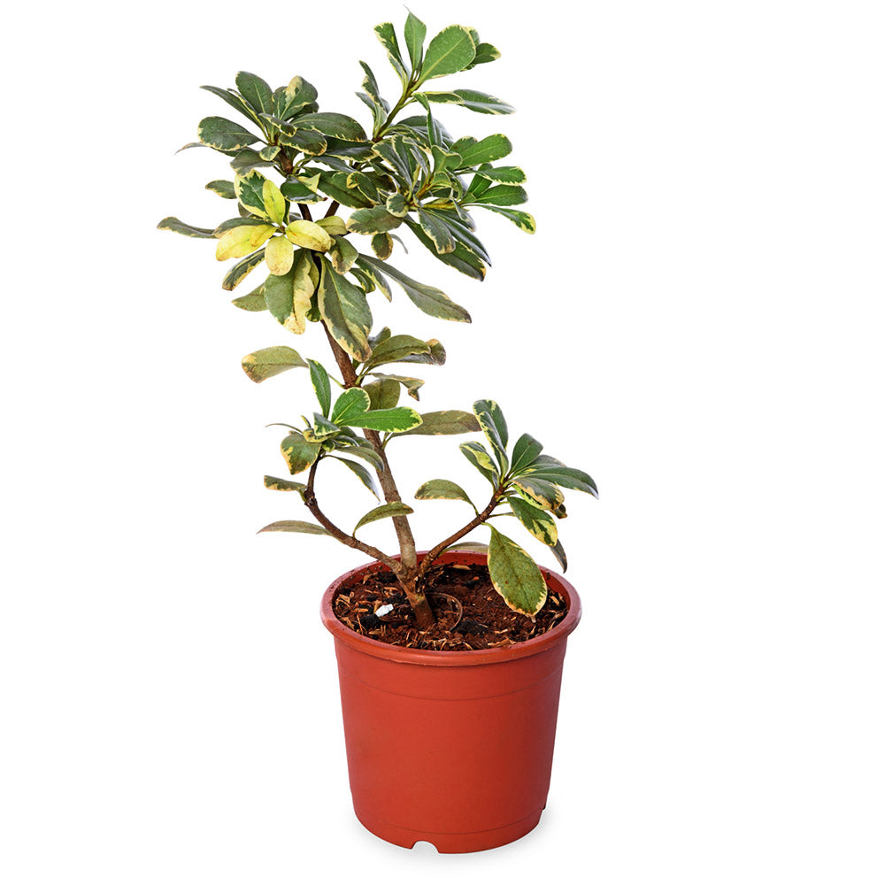 Pachysandra Terminalis