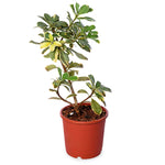 Pachysandra Terminalis