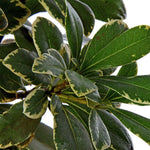 Pachysandra Terminalis