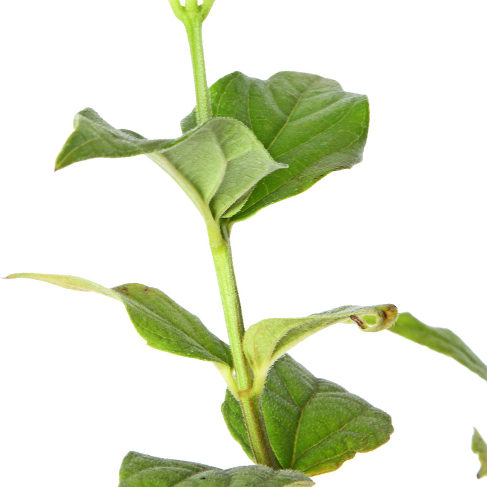 Parijat