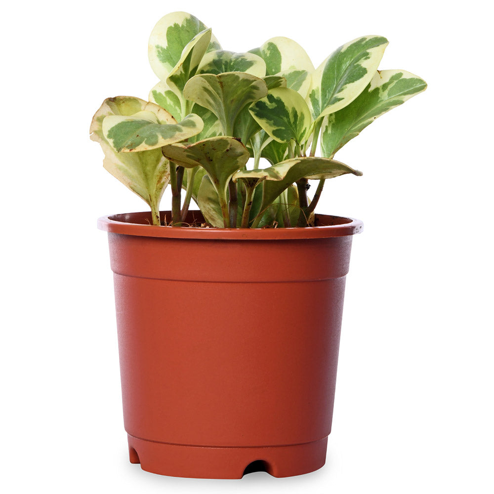 Pepromia Varigated Natural Live Plant with Nursery Pot