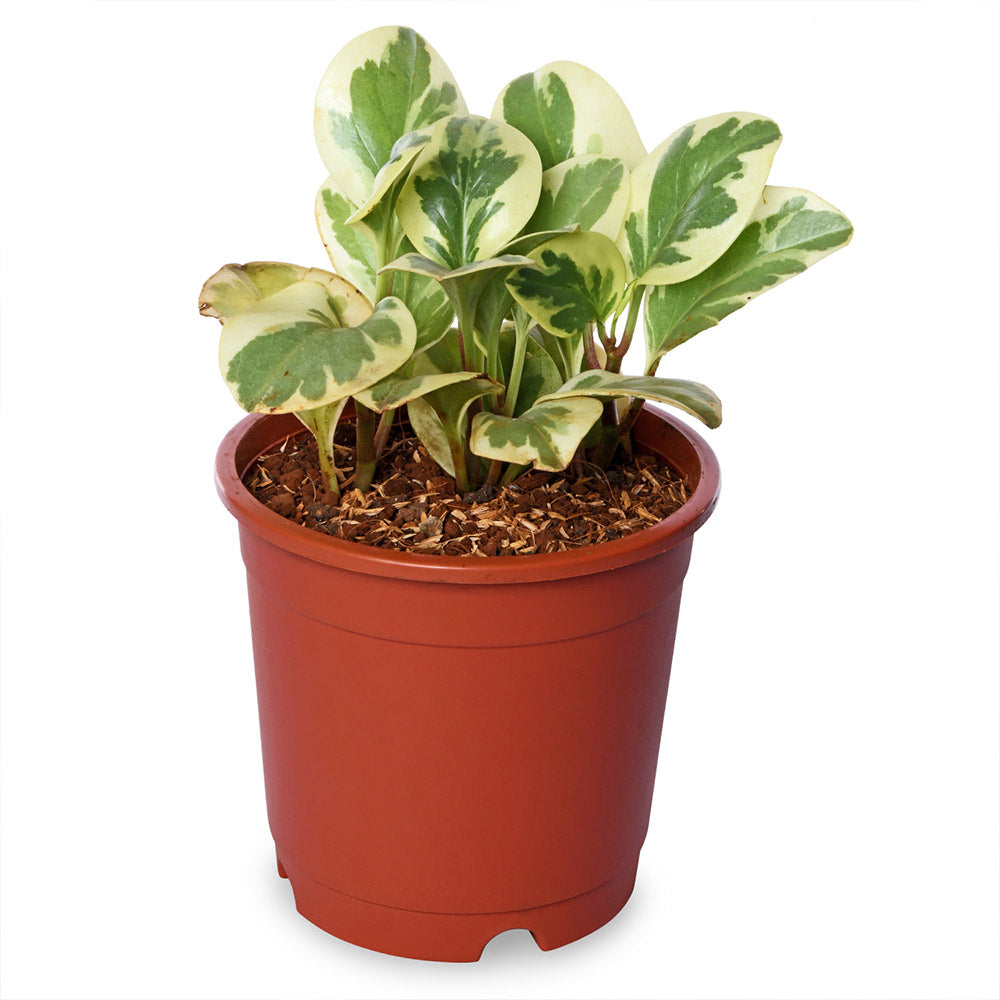 Pepromia Varigated Natural Live Plant with Nursery Pot