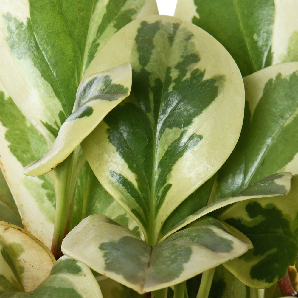 Pepromia Varigated Natural Live Plant with Nursery Pot