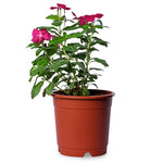 Periwinkle Dark Pink With White