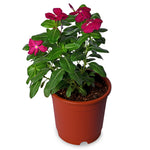 Periwinkle Dark Pink With White