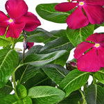 Periwinkle Dark Pink With White