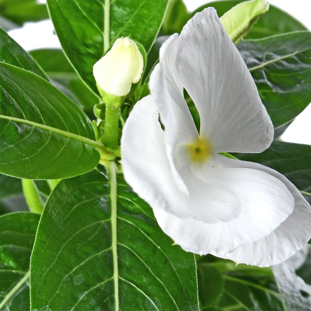 Periwinkle White