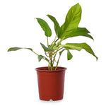 Philodendron Ceylon