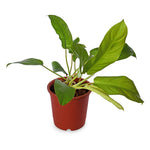 Philodendron Ceylon