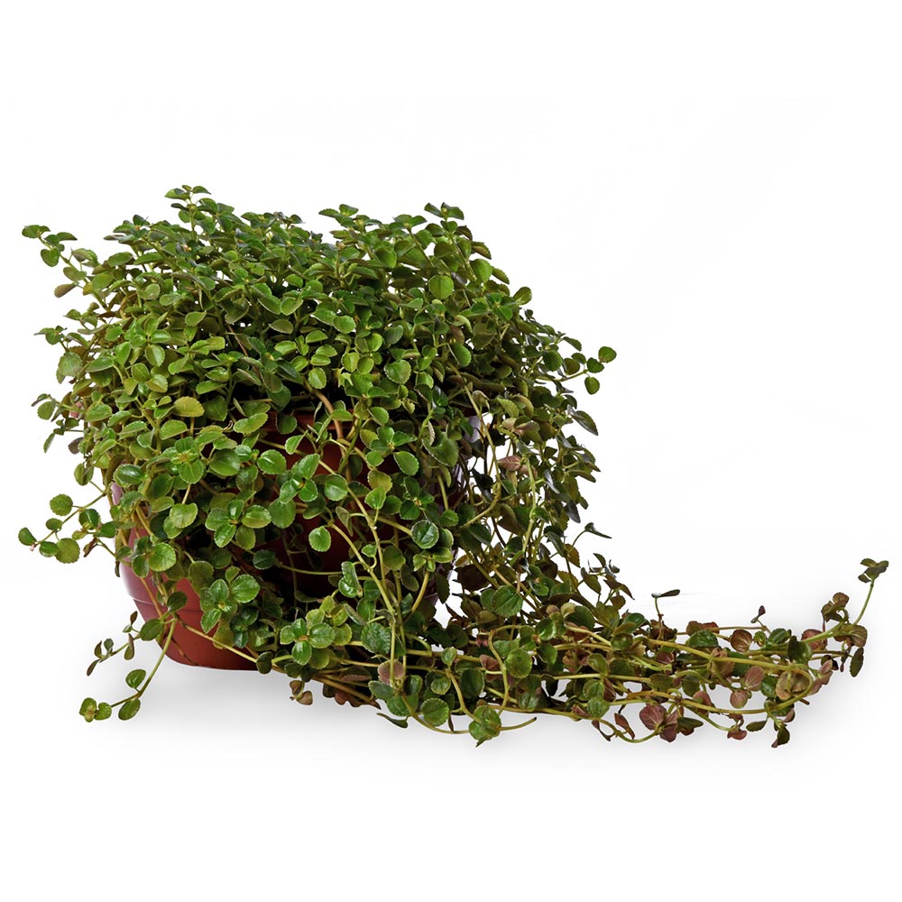 Pilea Hanging