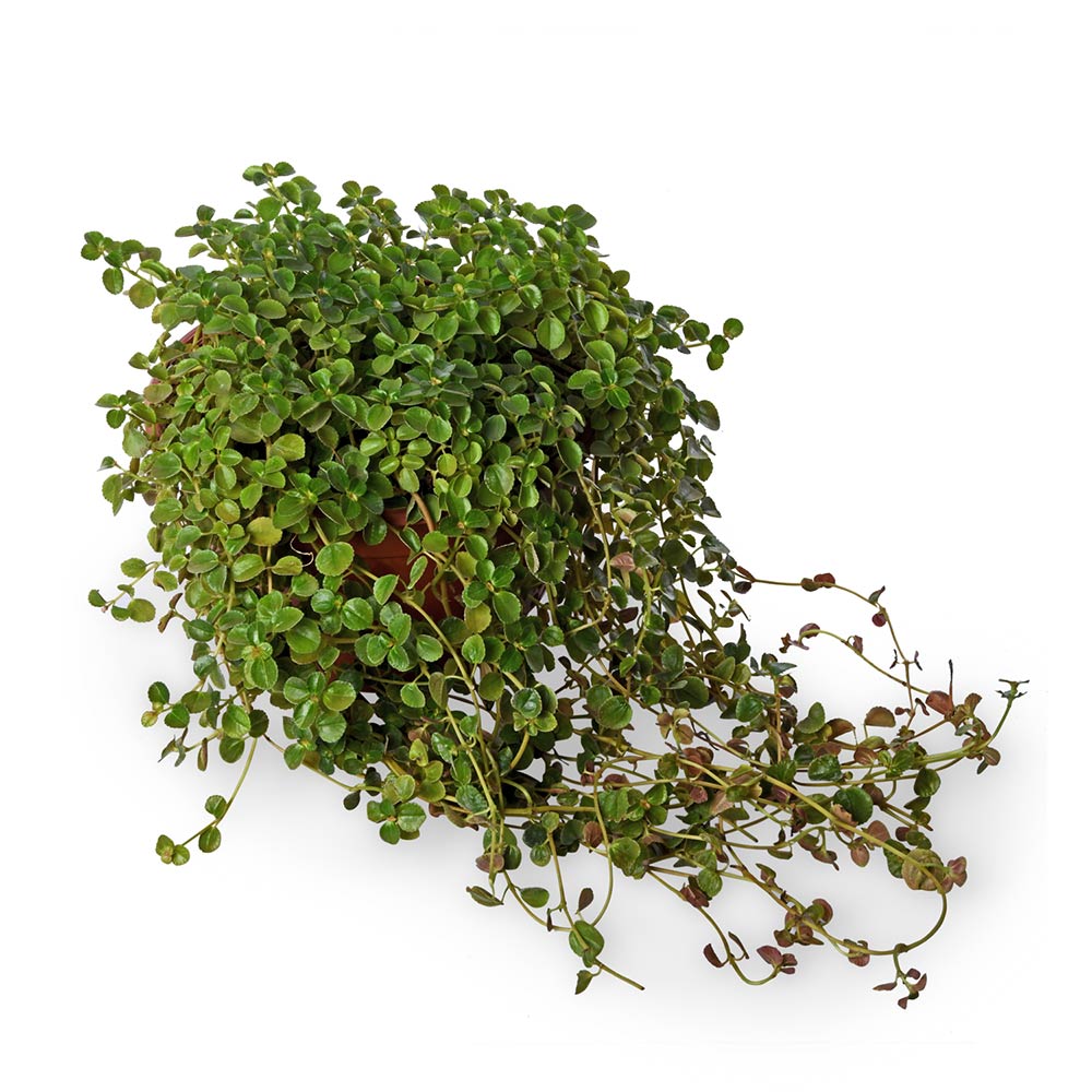Pilea Hanging