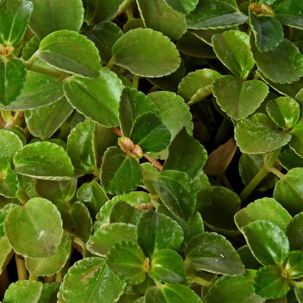 Pilea Hanging
