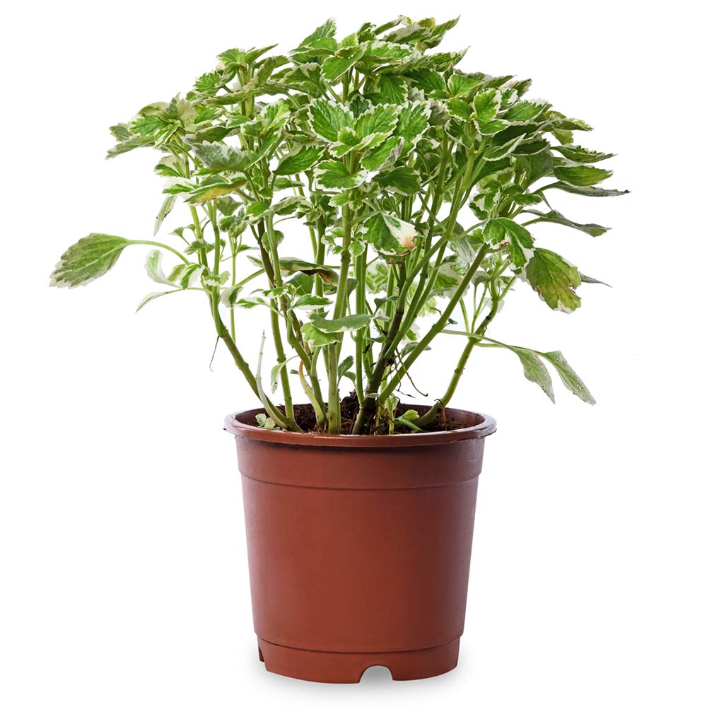 Plectaranthus