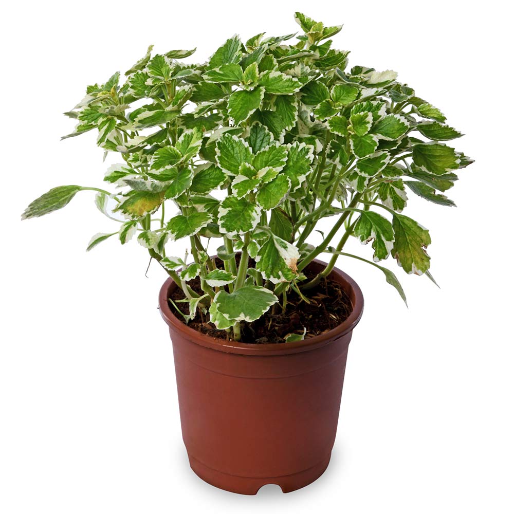 Plectaranthus