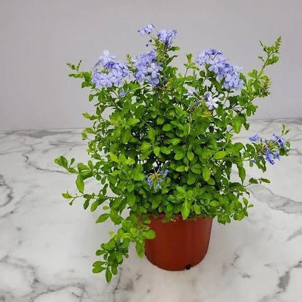 Plumbago