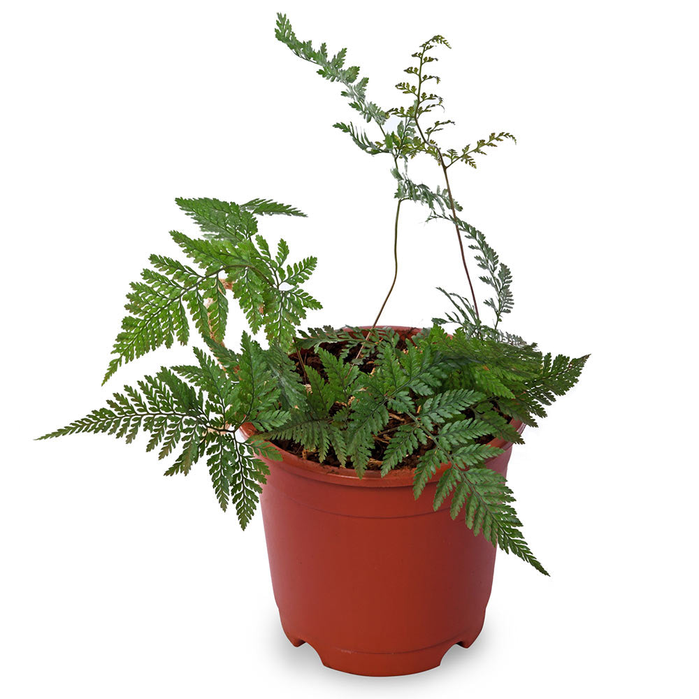 Rabbit Foot Fern