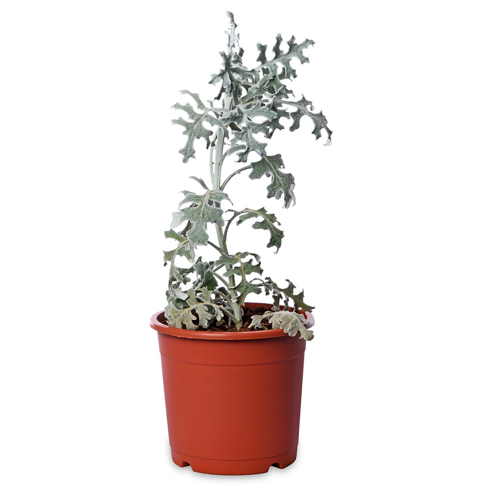 Ragwort Silver Dust, Dusty Miller