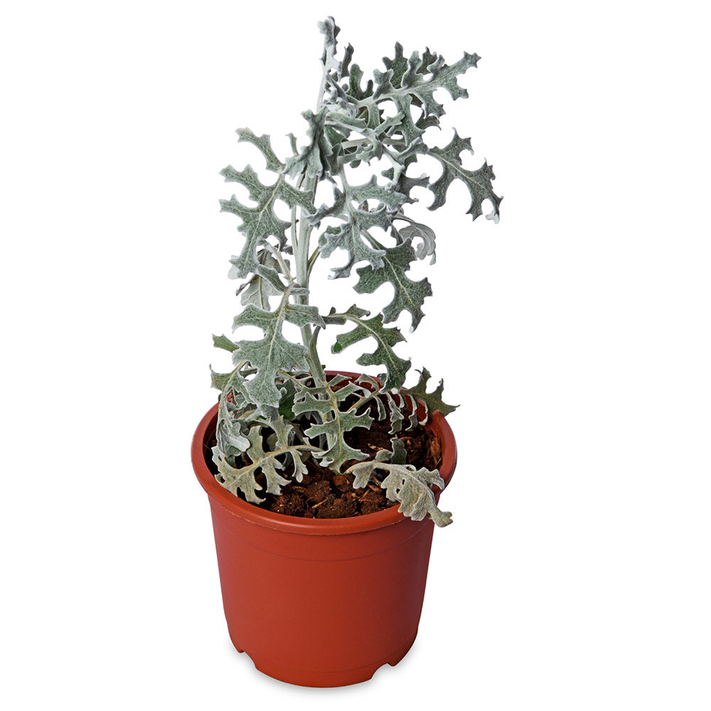 Ragwort Silver Dust, Dusty Miller