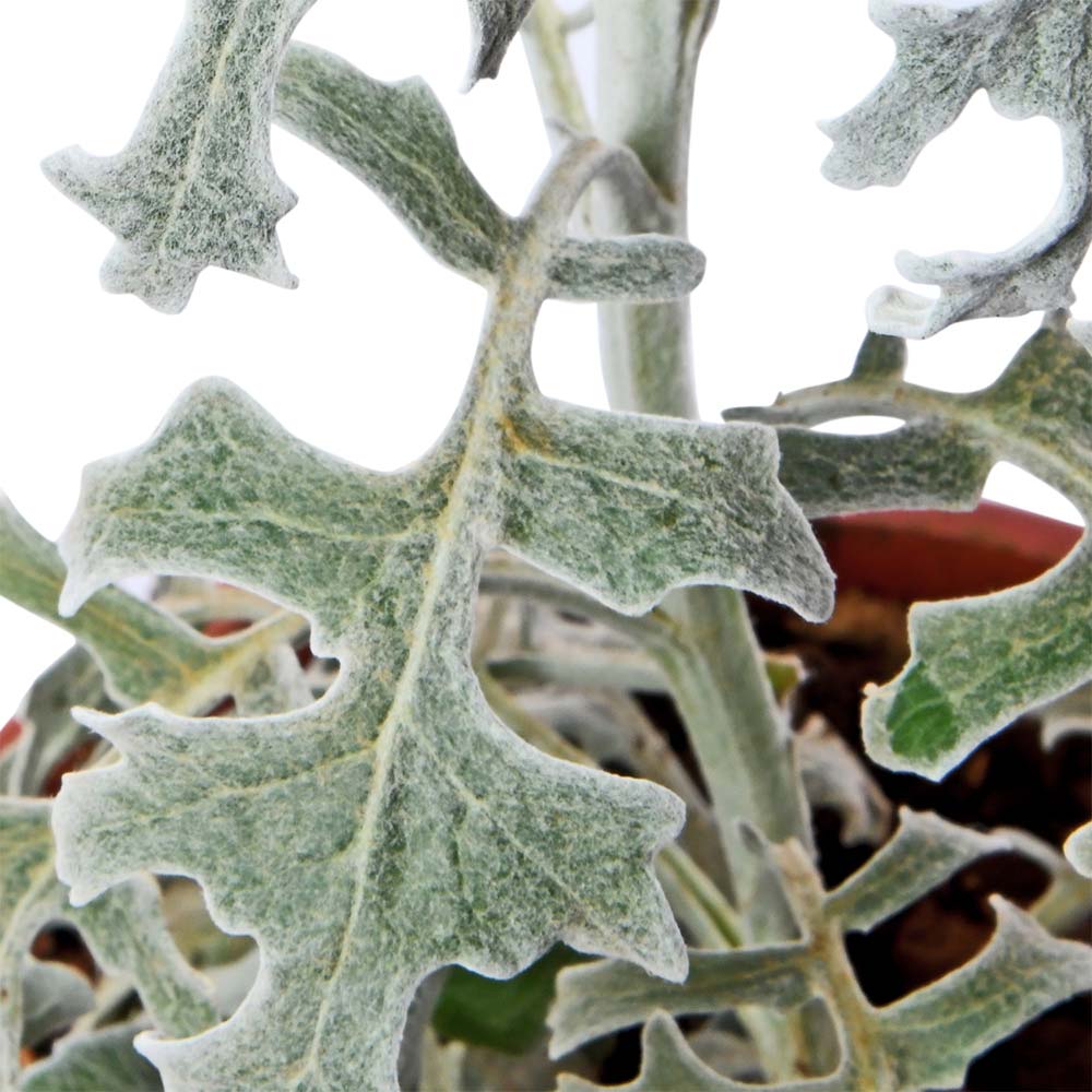 Ragwort Silver Dust, Dusty Miller