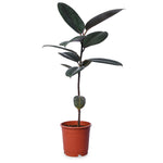 Rubber Plant (Ficus Elastica)
