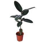 Rubber Plant (Ficus Elastica)