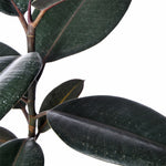 Rubber Plant (Ficus Elastica)