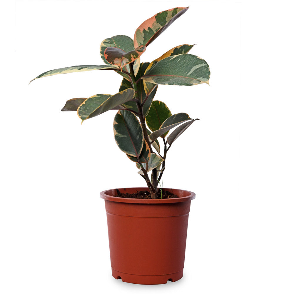 Rubber Plant Varigated