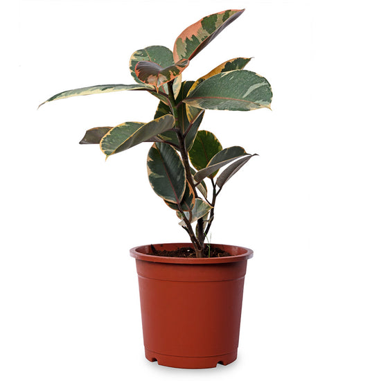 Rubber Plant Varigated – PLANTIFY