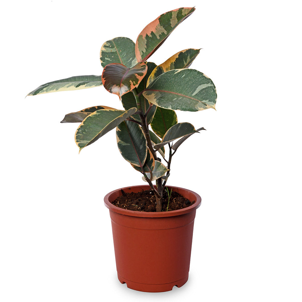 Rubber Plant Varigated