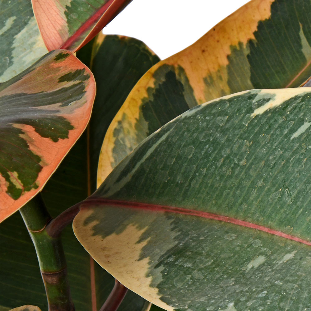 Rubber Plant Varigated