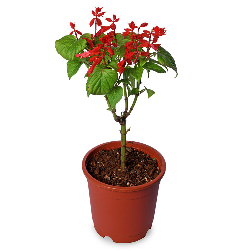 Salvia Red