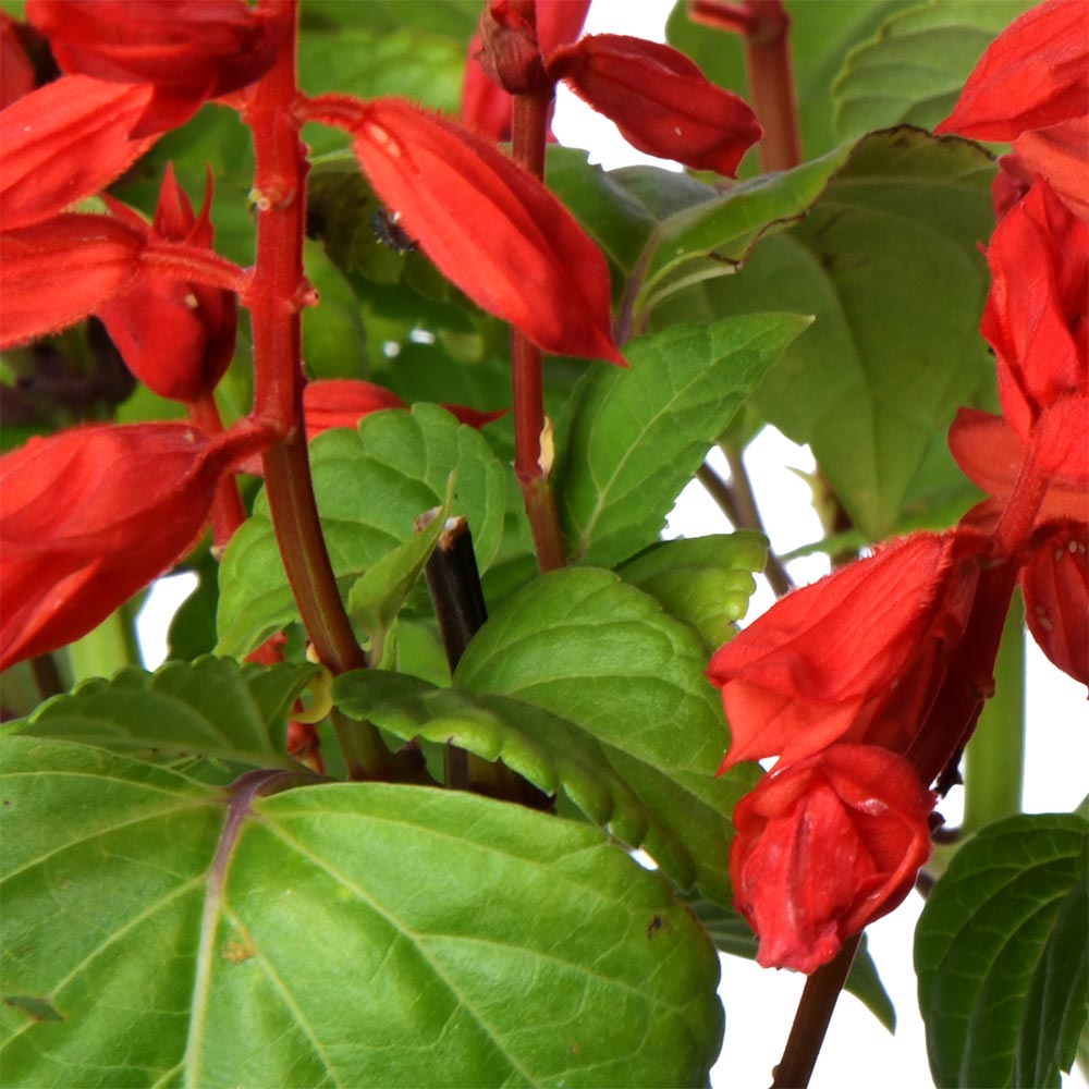 Salvia Red