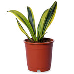 Sansevieria Flame