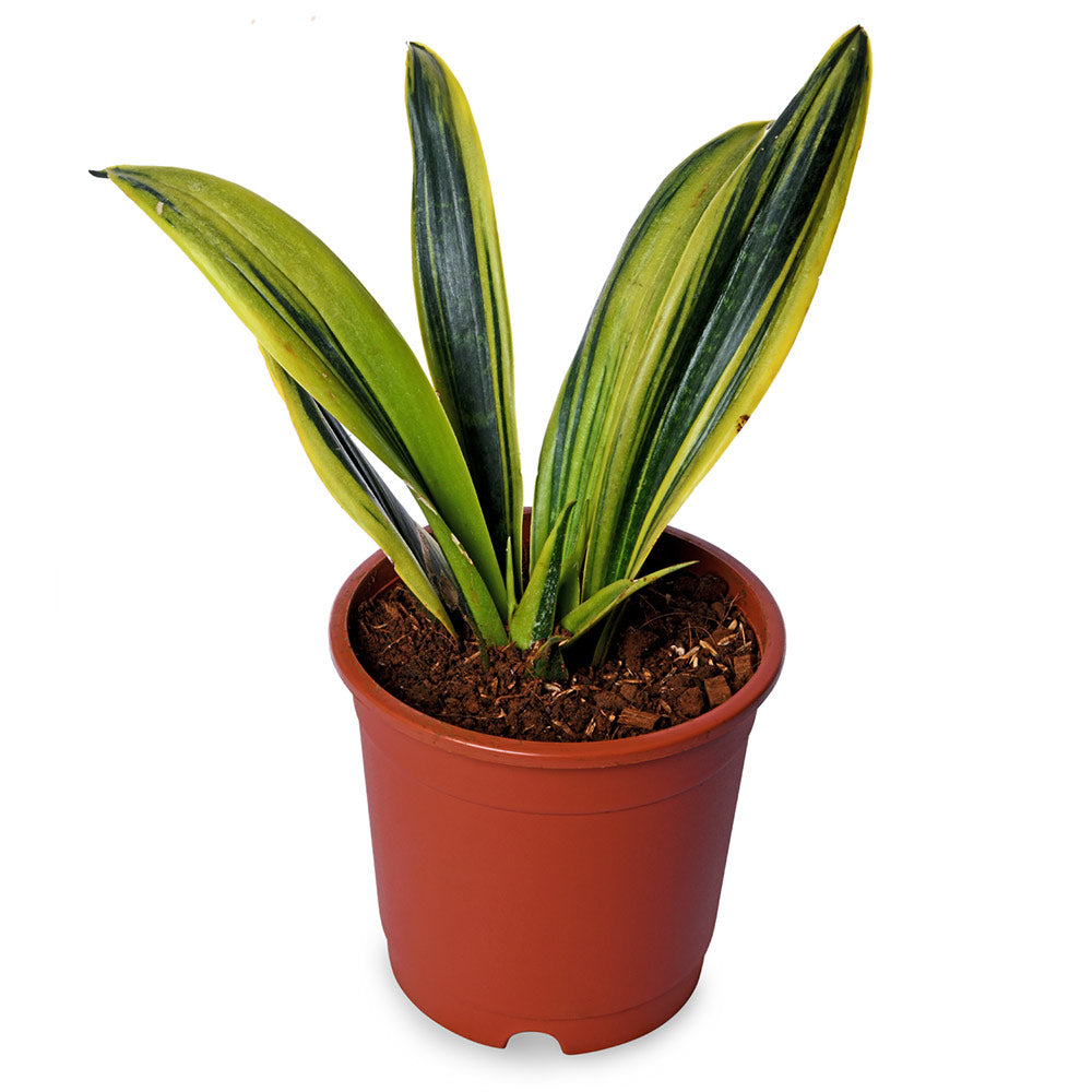 Sansevieria Flame