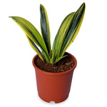 Sansevieria Flame
