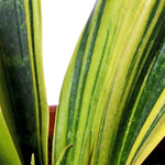 Sansevieria Flame