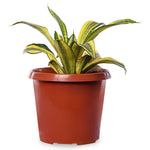 Sansevieria Golden