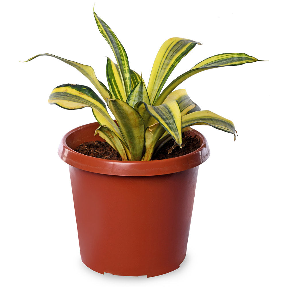 Sansevieria Golden