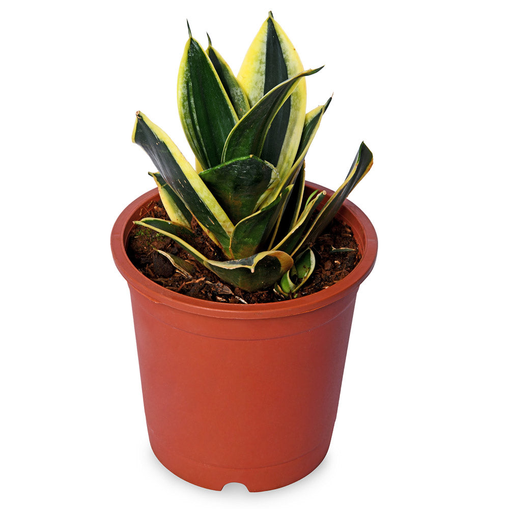 Sansevieria Hahnii Gold Natural Live Plant with Nursery Pot