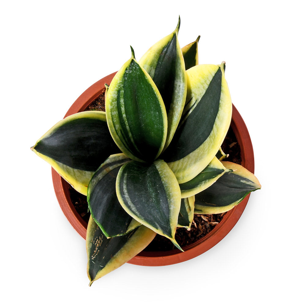 Sansevieria Hahnii Gold Natural Live Plant with Nursery Pot