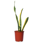 Sansevieria Laurenti