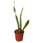 Sansevieria Laurenti
